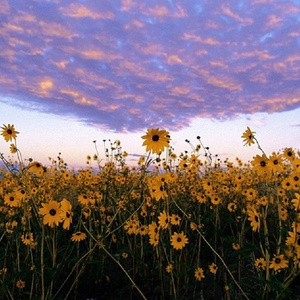 欧美大屌操骚逼
